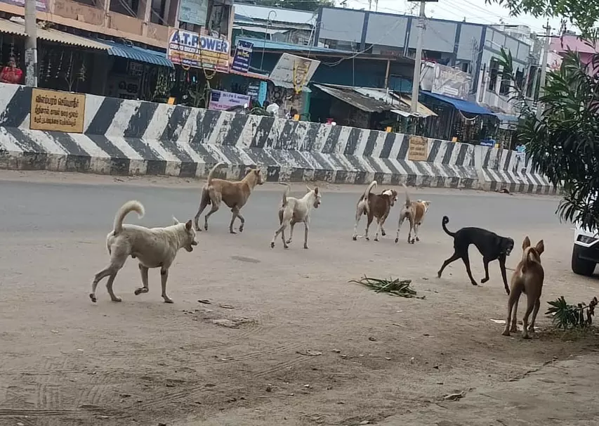 நாய் தொல்லை நாய் தொல்லை