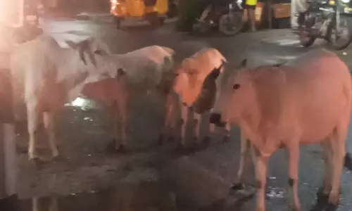 சாலையில் சுற்றித்திரியும் மாடுகள்