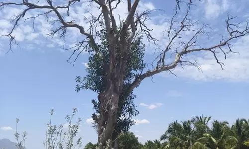 மரத்தால் விபத்து அபாயம்